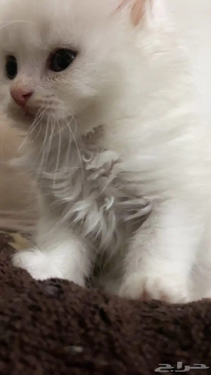 قطط شيرازي للبيع 4