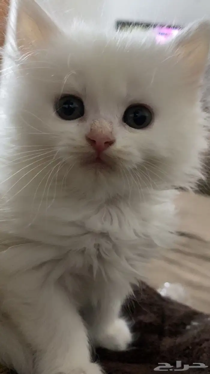 قطط شيرازي للبيع 8