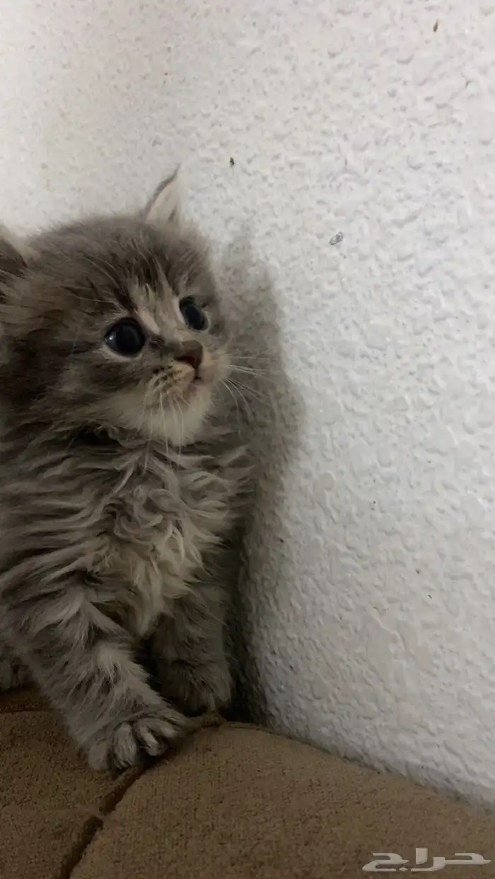 قطط شيرازي للبيع 1