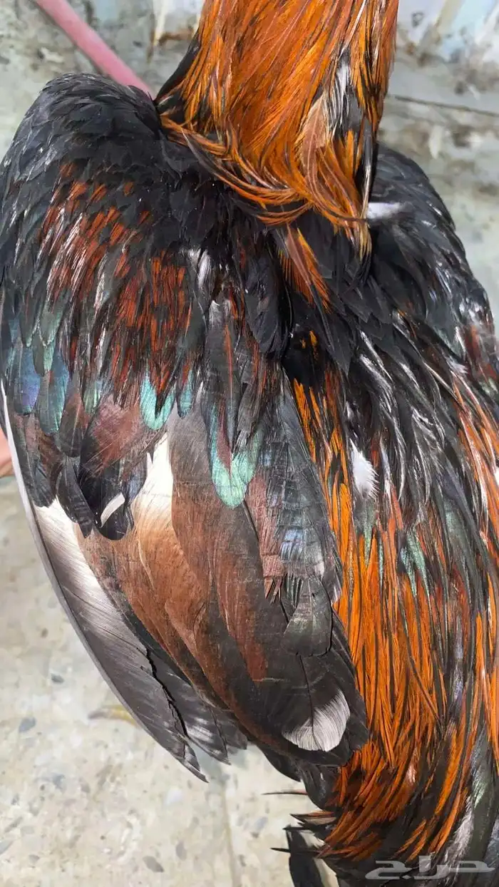 ديك باكستاني مطور 8