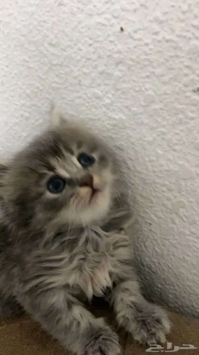 قطط شيرازي للبيع 0