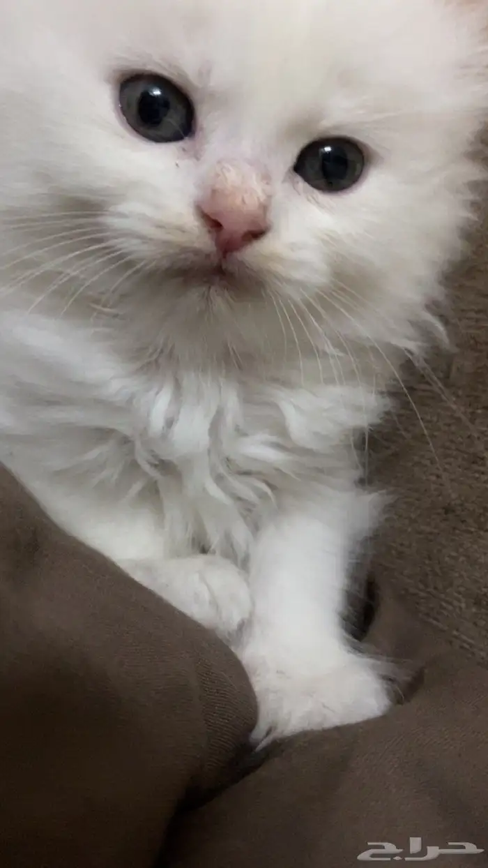قطط شيرازي للبيع 6
