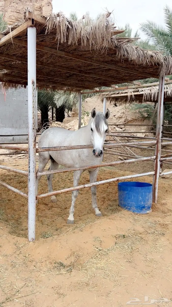 حصان واهو شيخ وحفيد ابطال 2