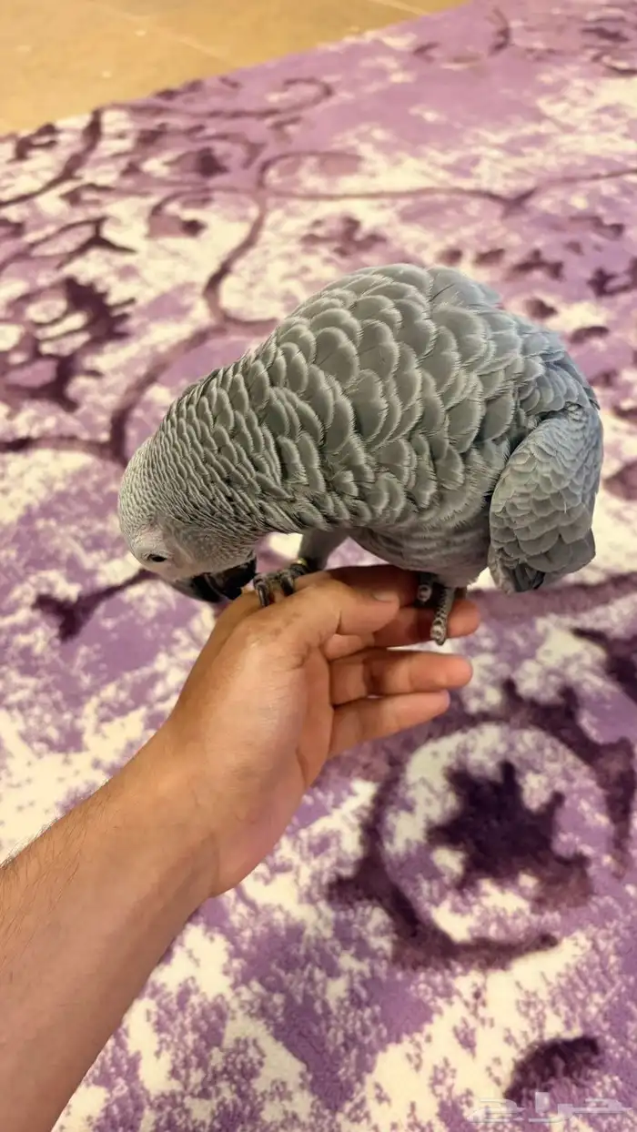 ببغاء كاسكو 2