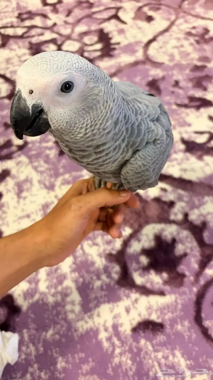 ببغاء كاسكو 3