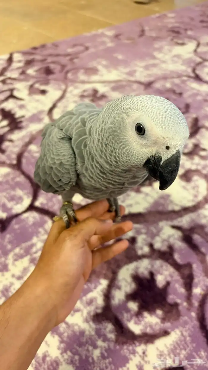 ببغاء كاسكو 1