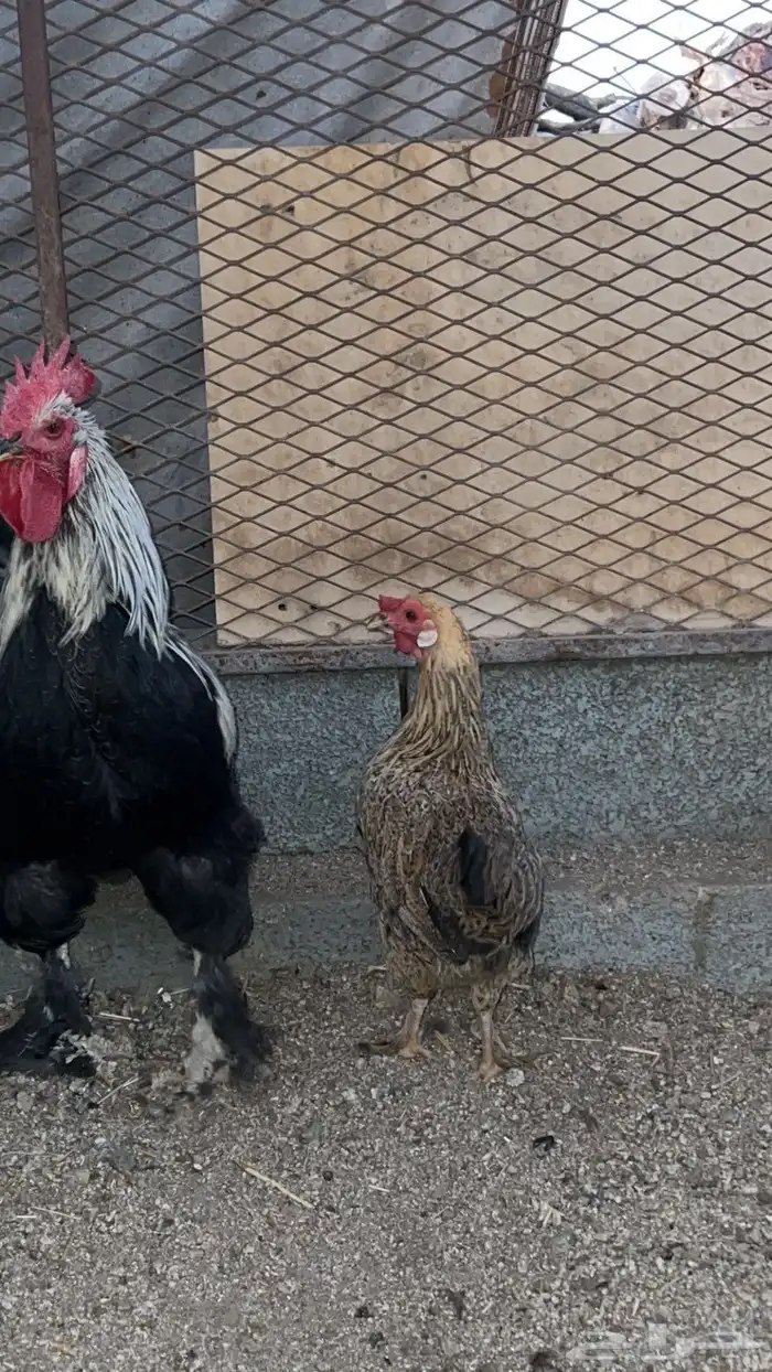 دجاج براهما شرط من الامراض وا الفيروسات 2