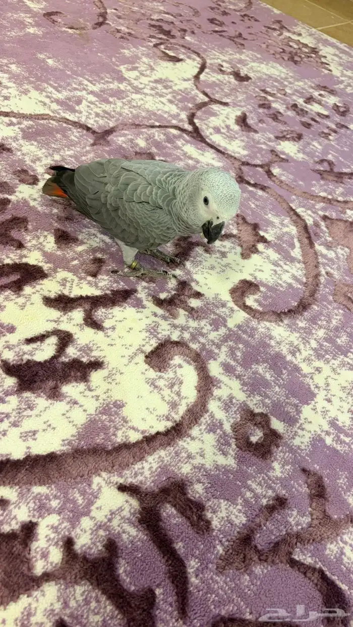 ببغاء كاسكو 0