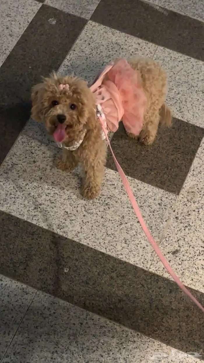 كلب انثى للبيع 0