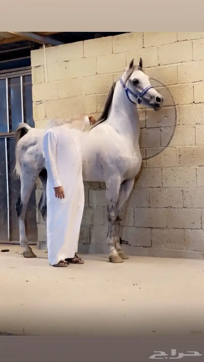 حصان واهو فاخر حفيد غزال الشقب 1