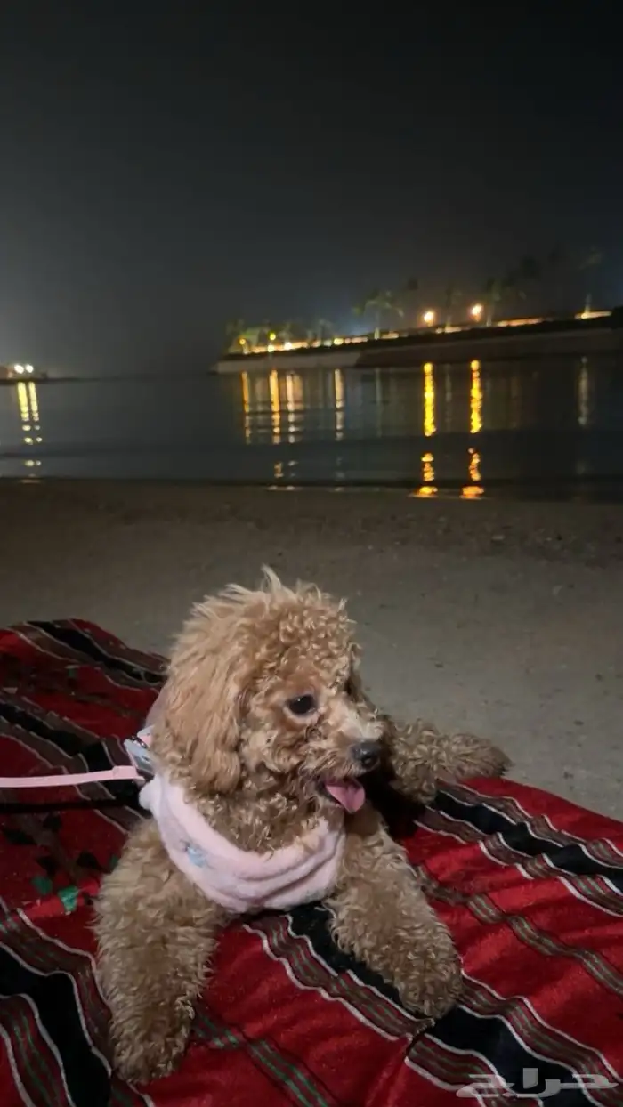 كلب انثى للبيع 1