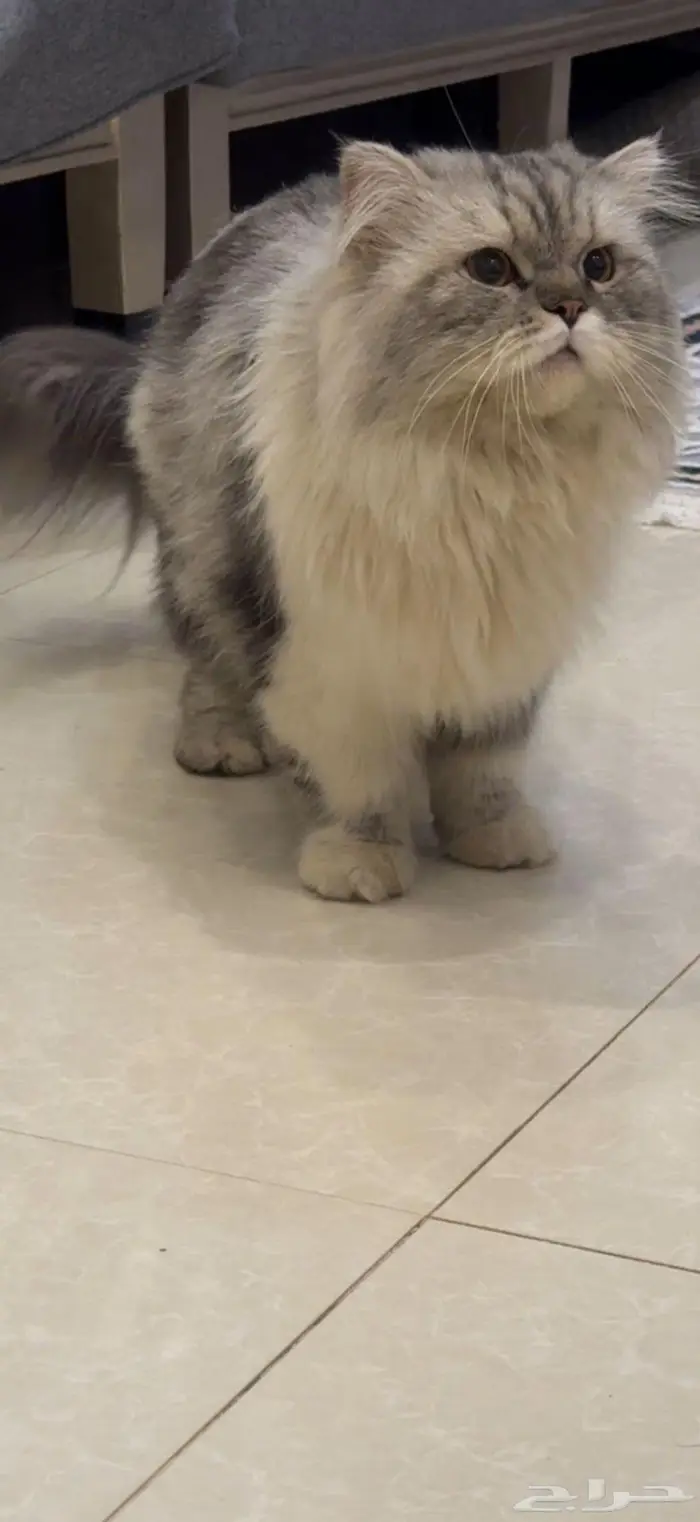 قط شيرازي بالغ 0