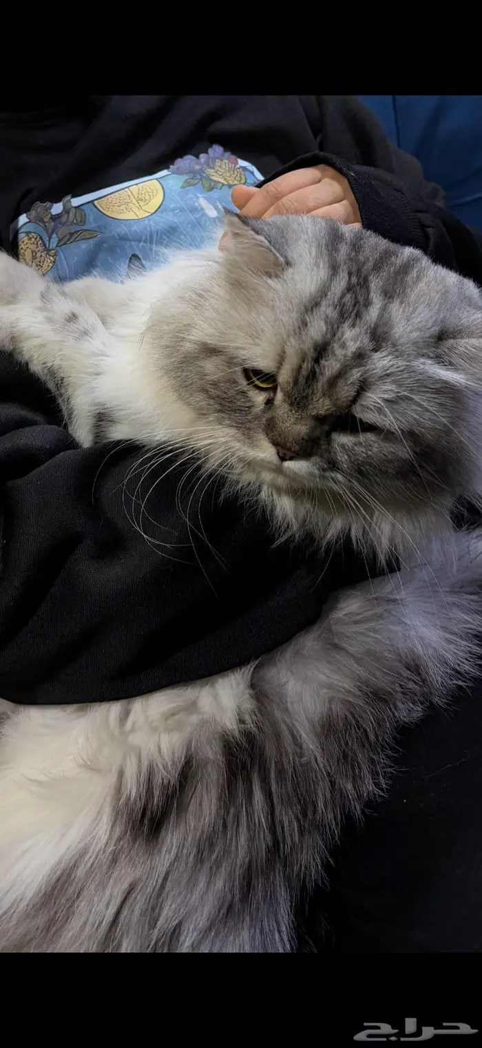 قط شيرازي بالغ 2