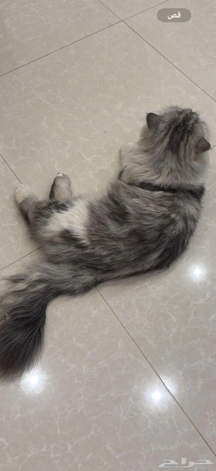 قط شيرازي بالغ 1