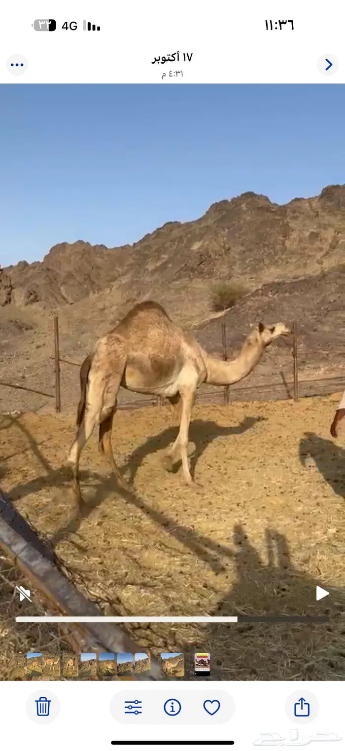 بكره ذلول بنت ولد الذيب ثنيه بعمر 6 سنوات - جوال 0