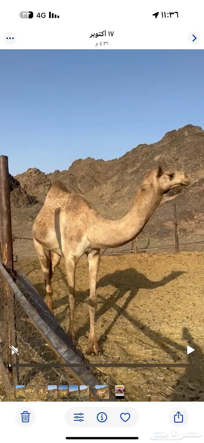 بكره ذلول بنت ولد الذيب ثنيه بعمر 6 سنوات - جوال 1