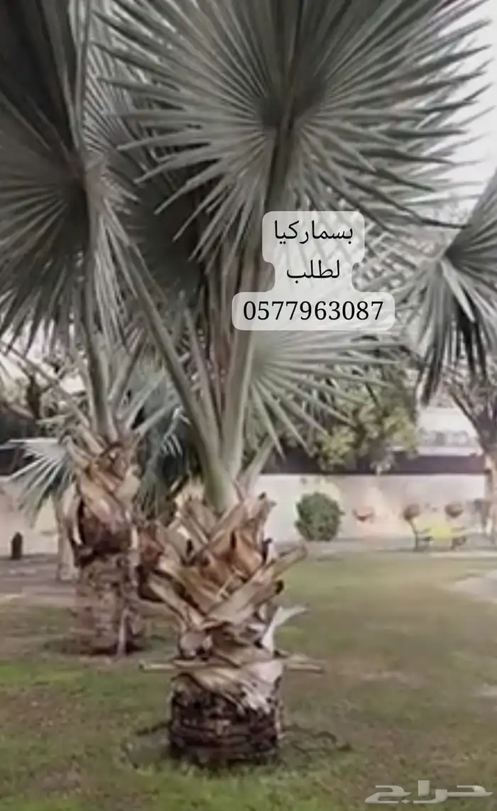 نخل للبيع جميع أنواعه 13