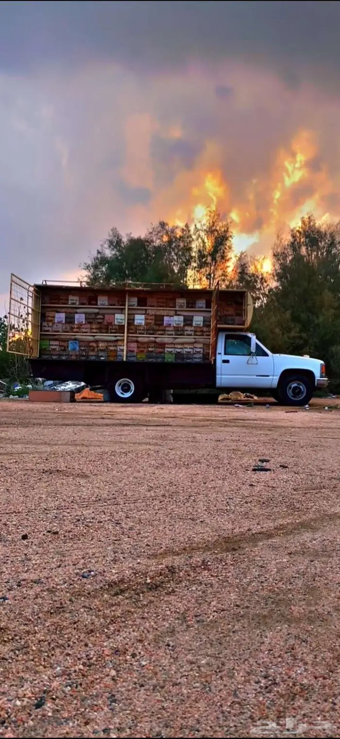 جمس نحل خلايا شمراني 4