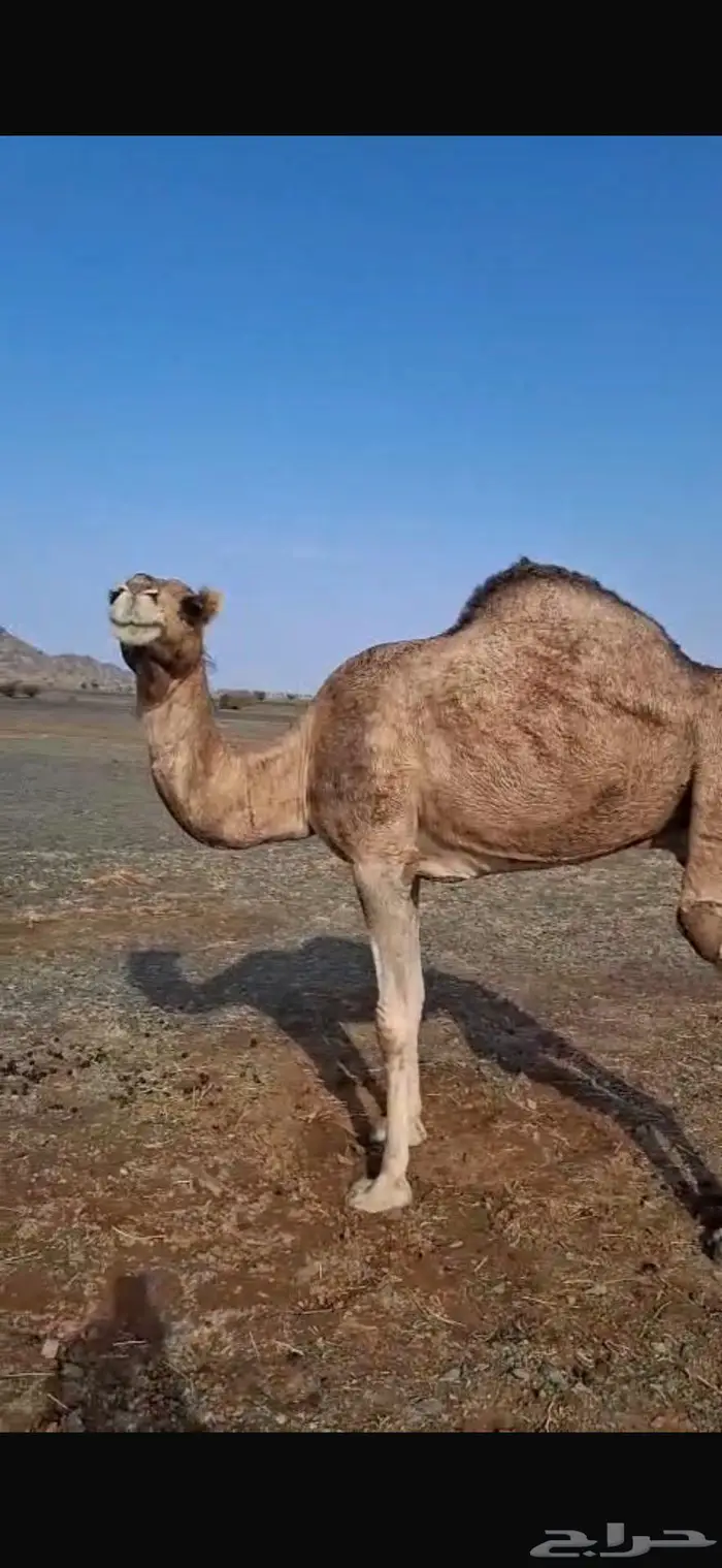 ناقه طيبه ذبح بالحناكيه 0