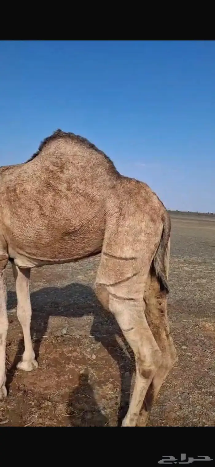 ناقه طيبه ذبح بالحناكيه 2