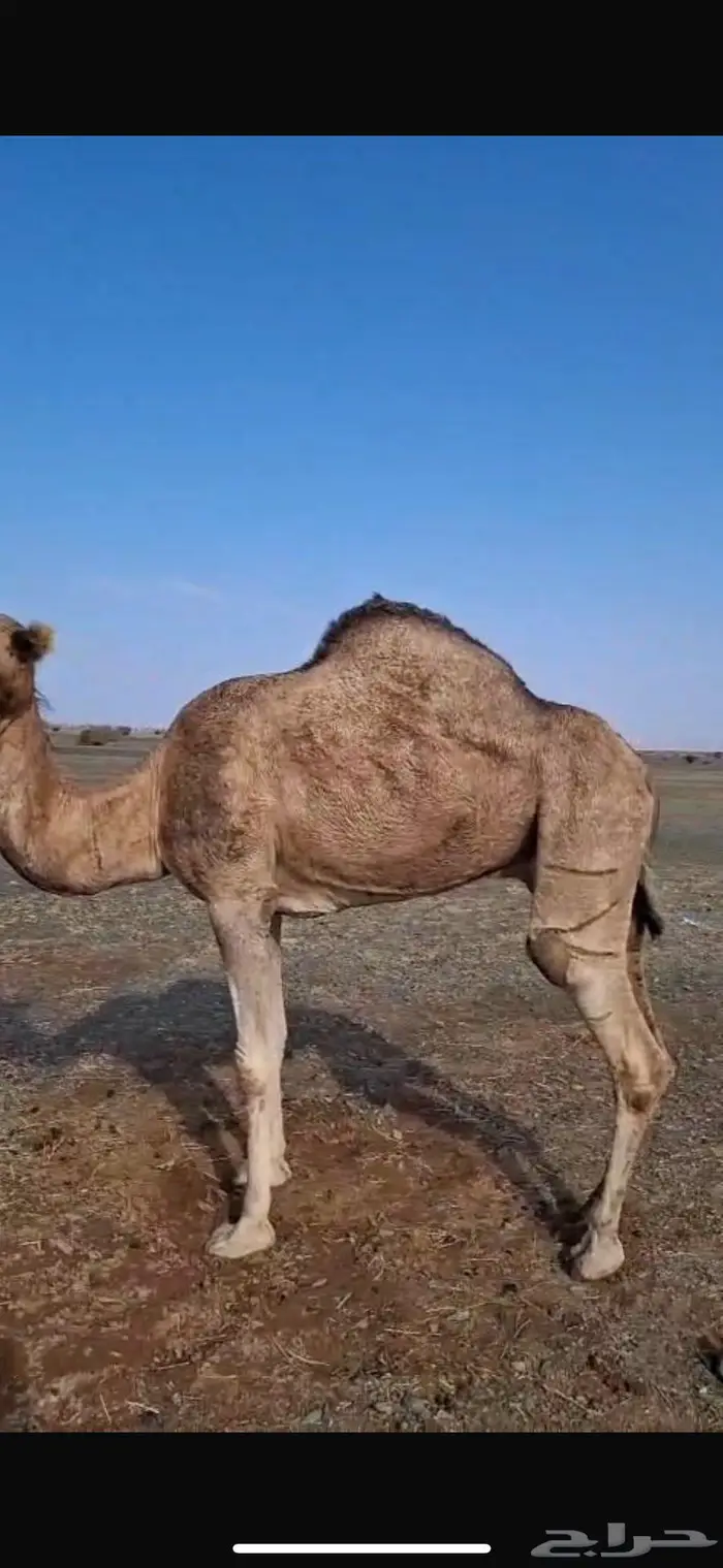 ناقه طيبه ذبح بالحناكيه 1