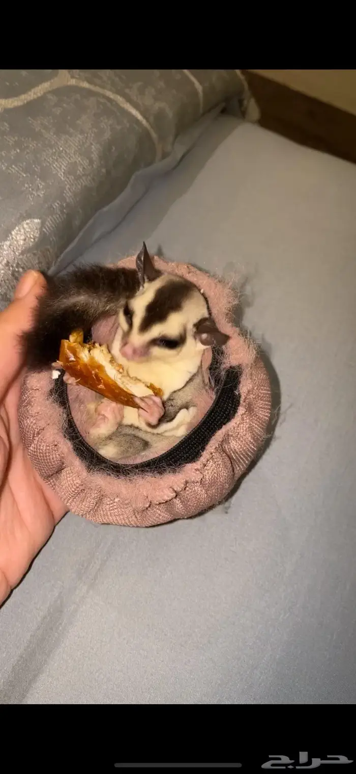 شوقر قلايدر 1