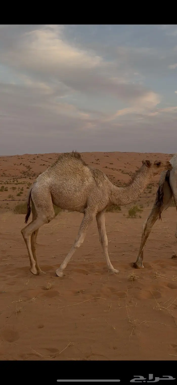 بكره فل على حليب 0