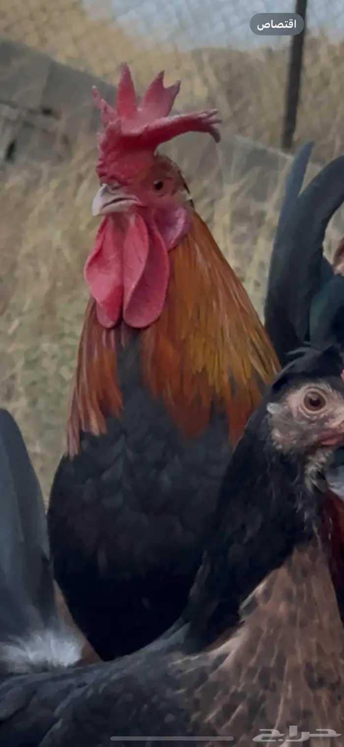 ديك عربي افرق مقبع ترثه 6