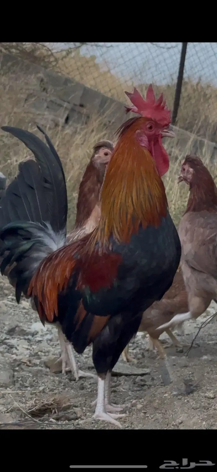 ديك عربي افرق مقبع ترثه 3