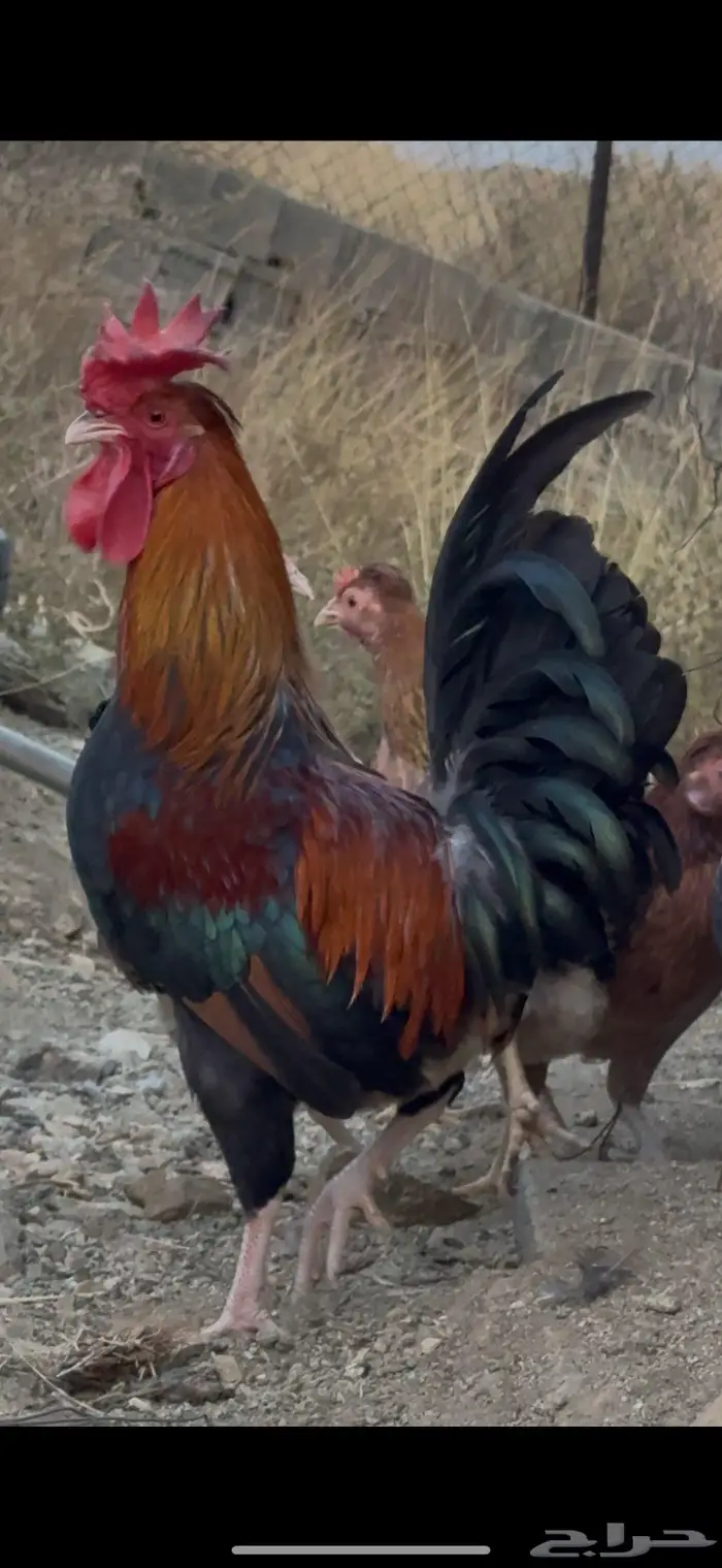 ديك عربي افرق مقبع ترثه 4