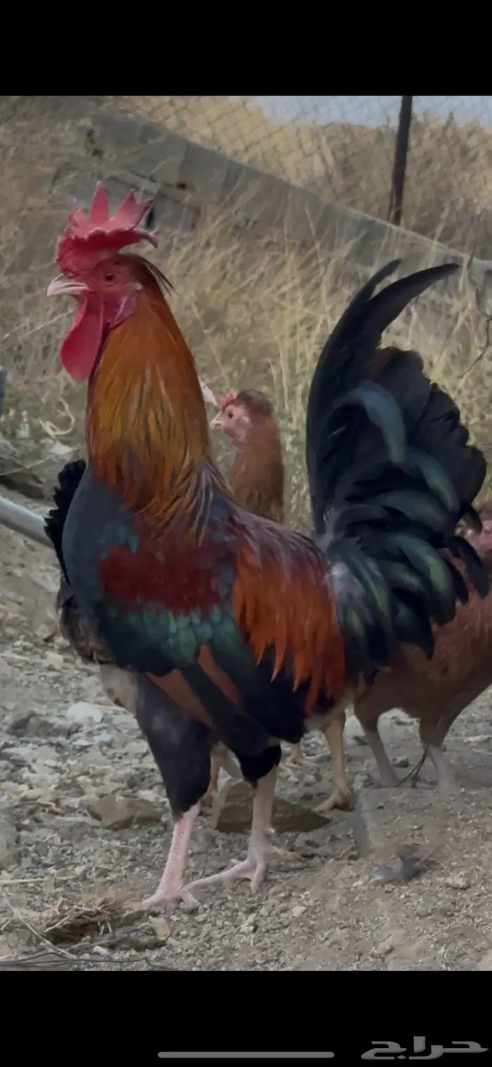 ديك عربي افرق مقبع ترثه 5