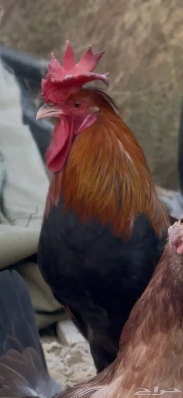 ديك عربي افرق مقبع ترثه 7