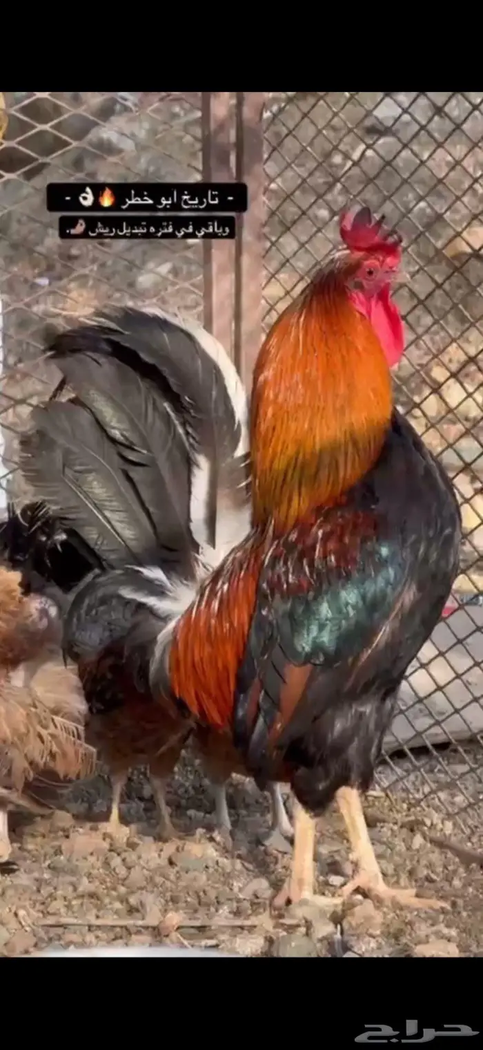 ديك عربي افرق مقبع ترثه 1