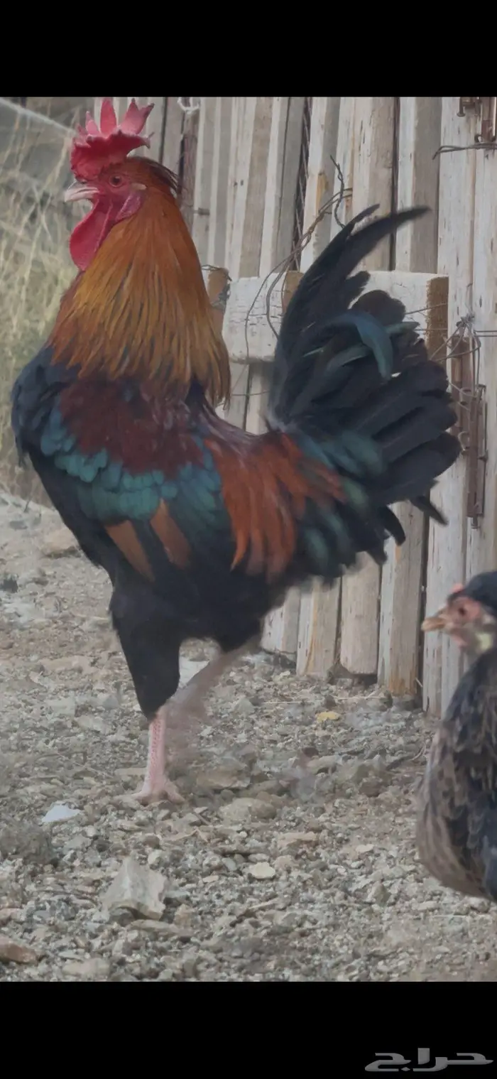 ديك عربي افرق مقبع ترثه 2