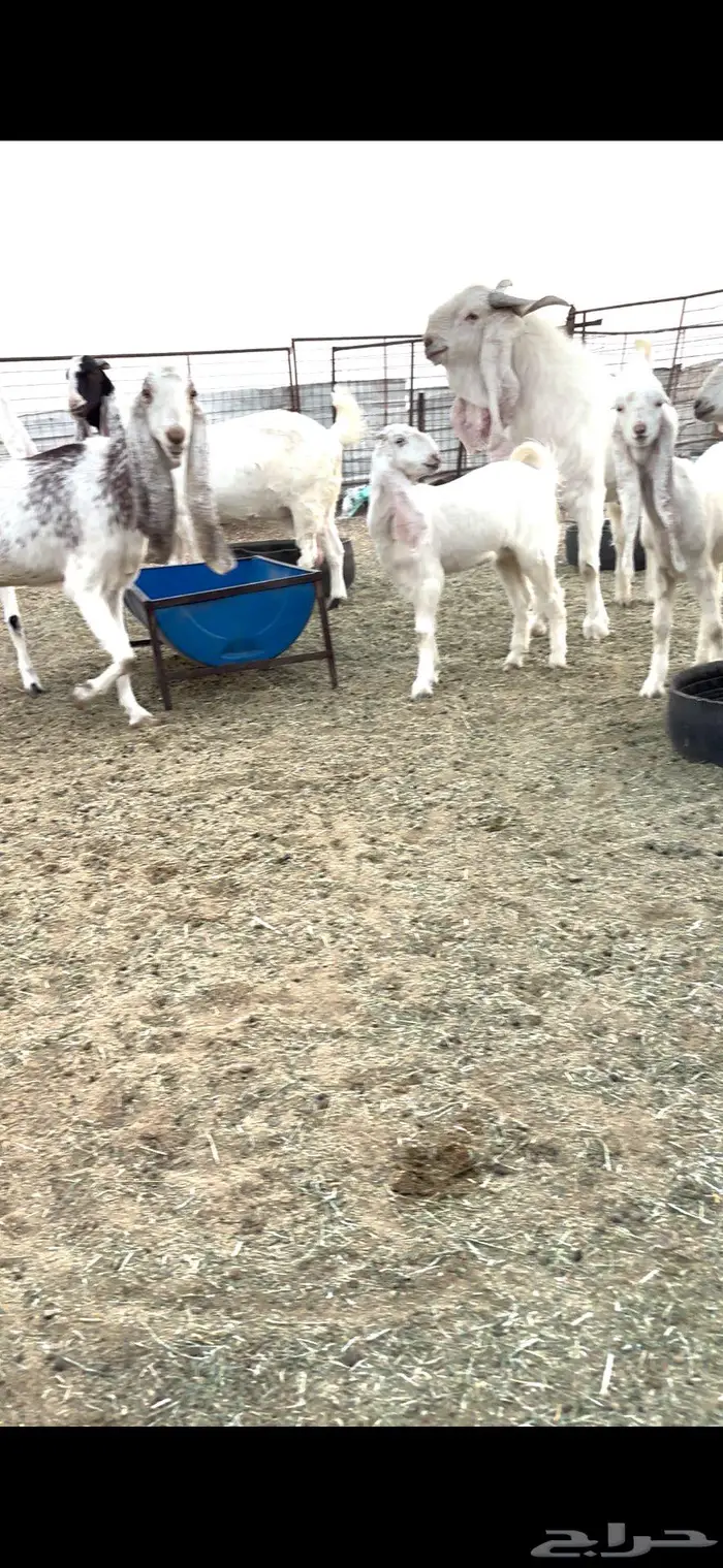 معزا هولنديات مضاريع 4