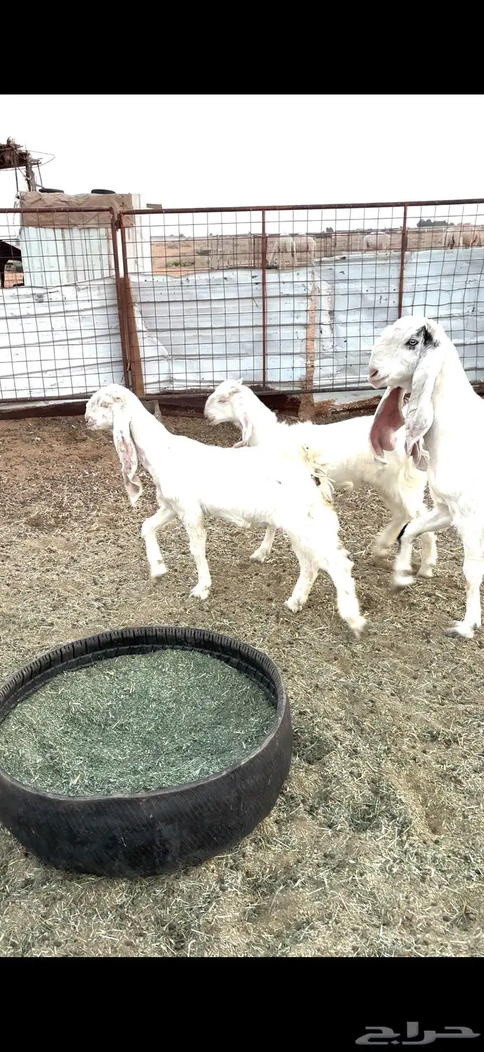 معزا هولنديات مضاريع 3