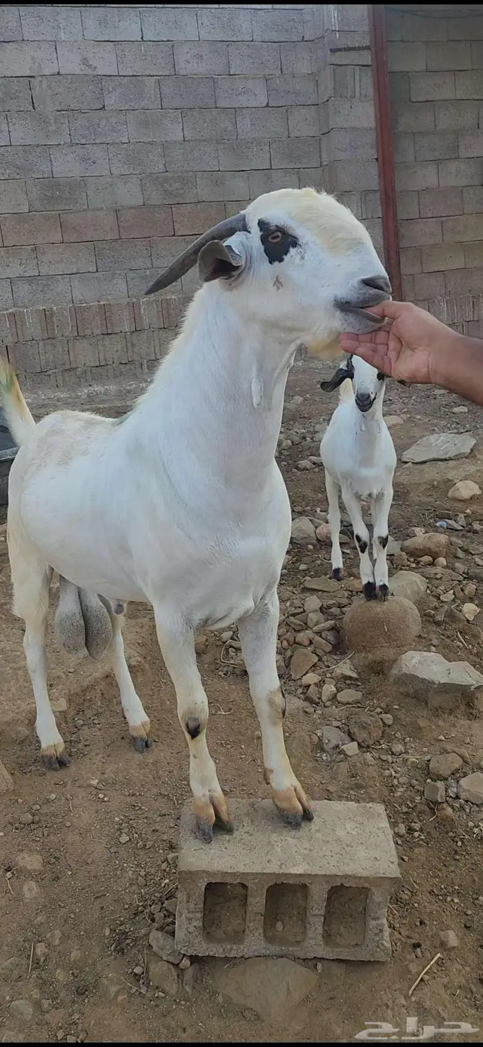 تيس فحل بيشي فاخر 0