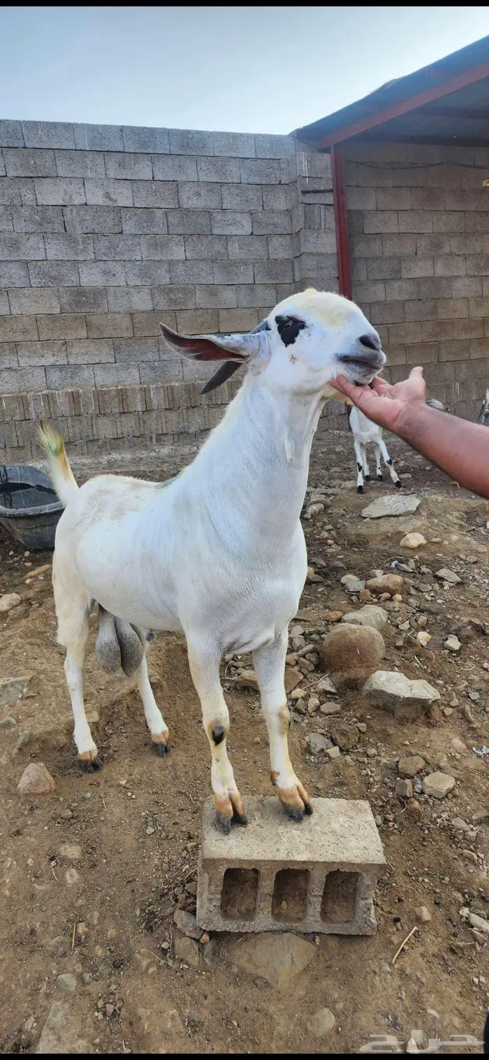 تيس فحل بيشي فاخر 1