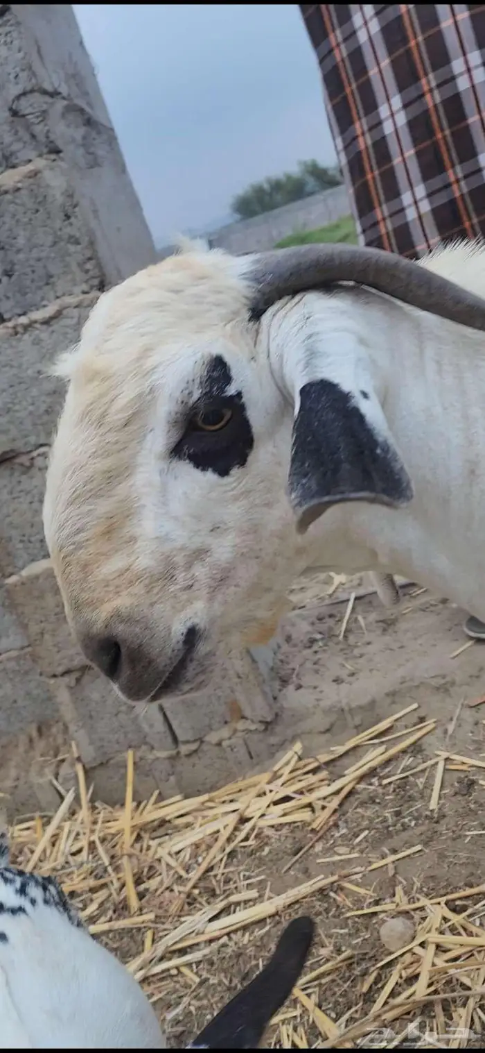 تيس فحل بيشي فاخر 2