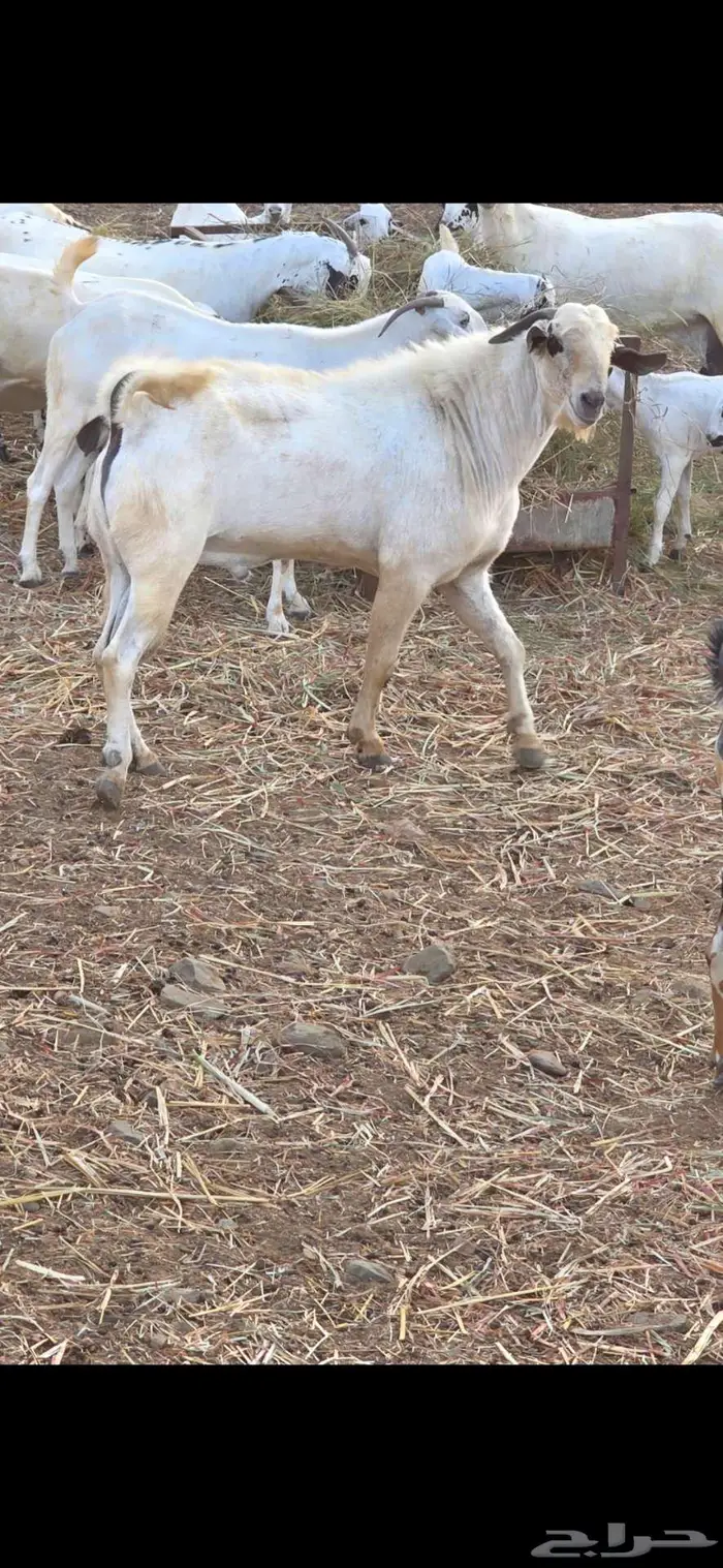 تيس فحل بيشي فاخر 3