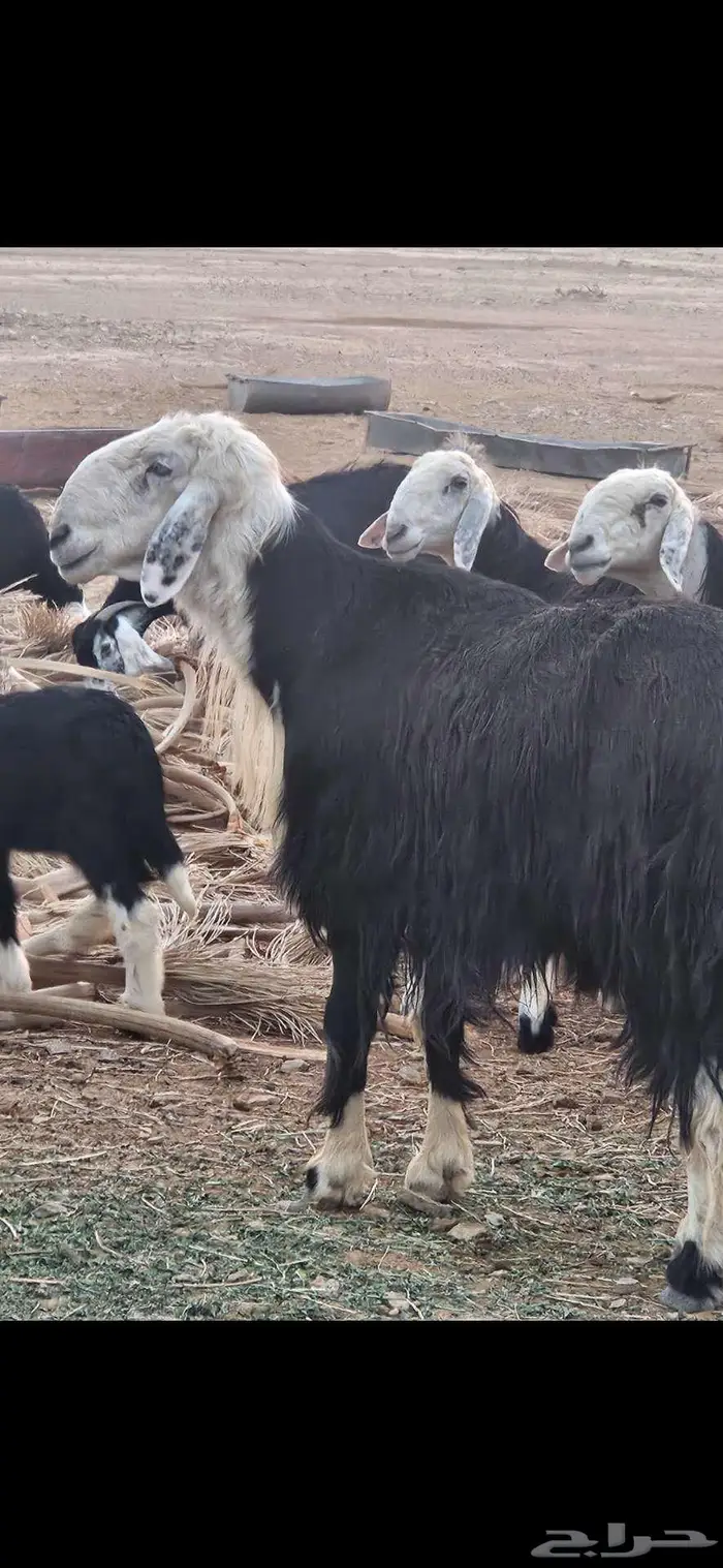 للبيع طلي نجدي صنف شرط القريع 0