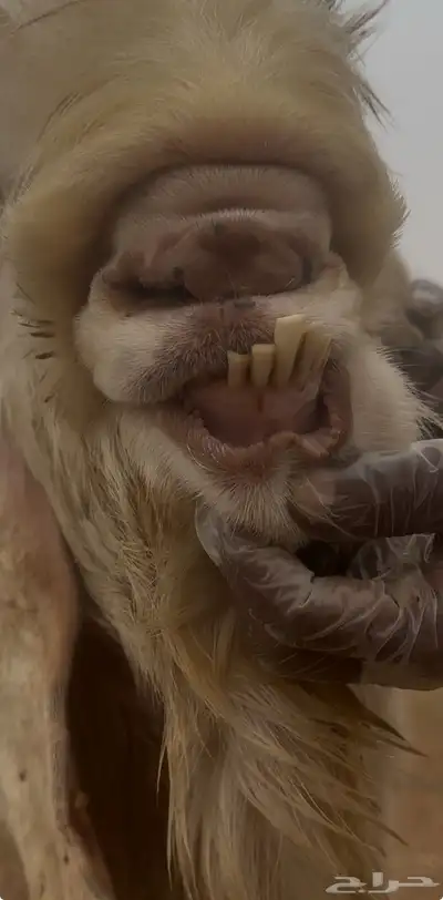 تيس فحل مشروك ابيض index