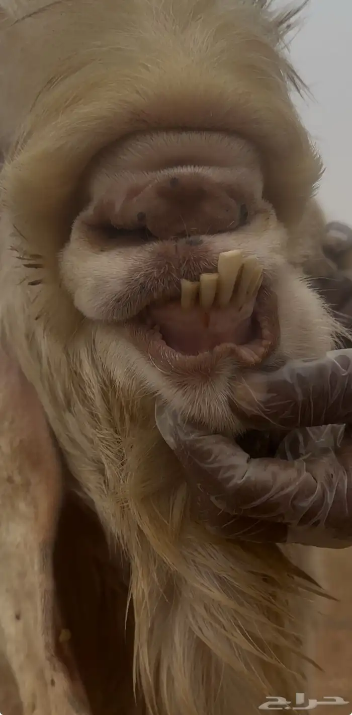 تيس فحل مشروك ابيض 2