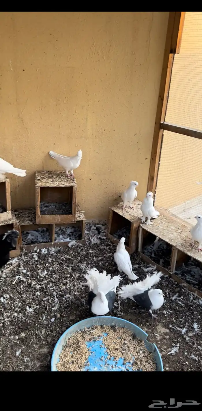 حمام رماني ابيض صك ومكاتيف 1