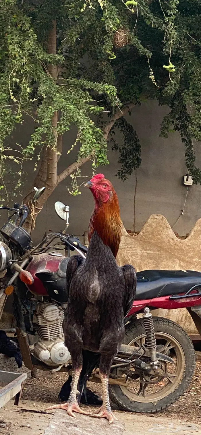 شامو الماني 4