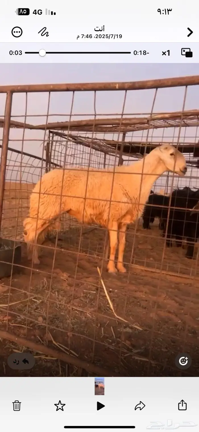 خروف فاخر صنف 0