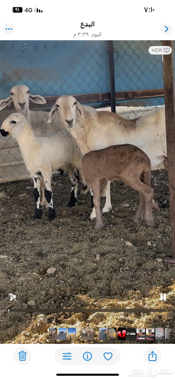 نعاج سواكنيات 1