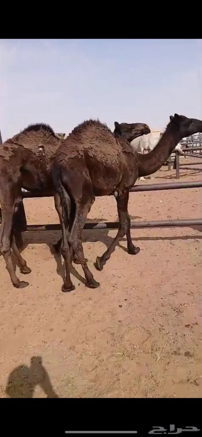 حاشي قعدان مجاهيم 0