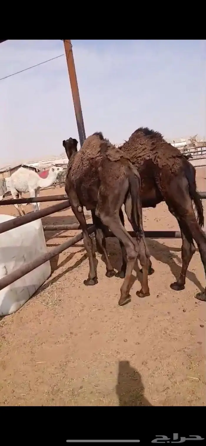 حاشي قعدان مجاهيم 1