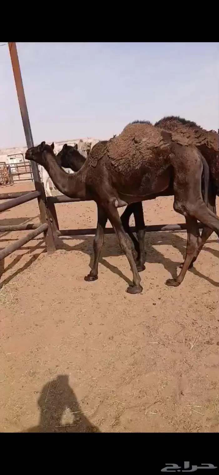 حاشي قعدان مجاهيم 4